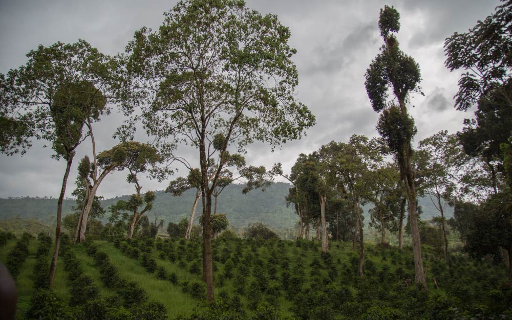 Ethiopia - Sidama Decaf