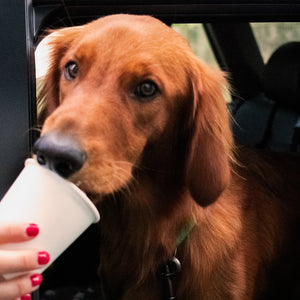 dog and pup cup